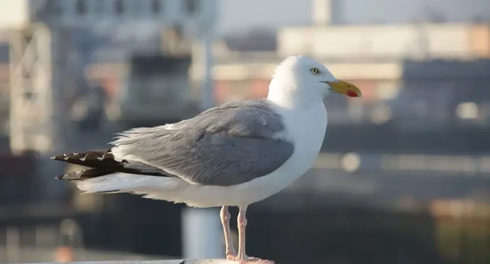 mouette sur une barrière d'un port à calais en hauts-de-france