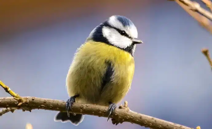 oiseau sur une branche dans la nature environnement
