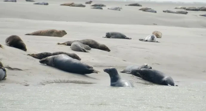 phoques sur les plages du nord de la france