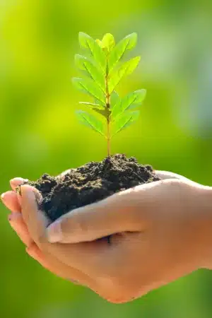 plante dans les mains avec terre