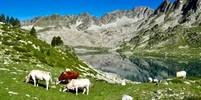 Vaches montagnes et lac dans les Pyrénées