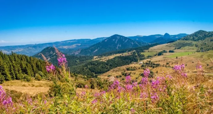volcans en auvergne avec fleurs au printemps